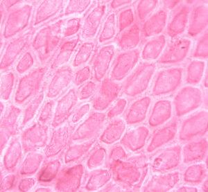 Microscopic image of pink-toned biological cells.