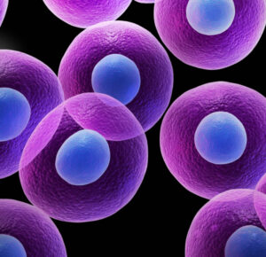 Microscopic image of biological cells in purple tones.